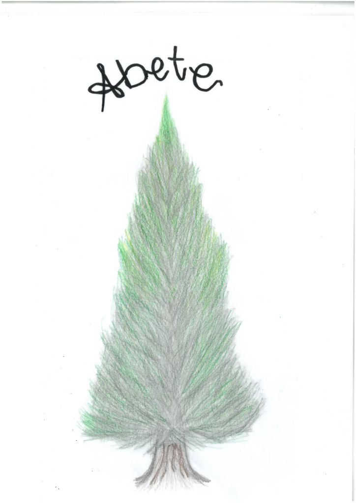Disegno abete