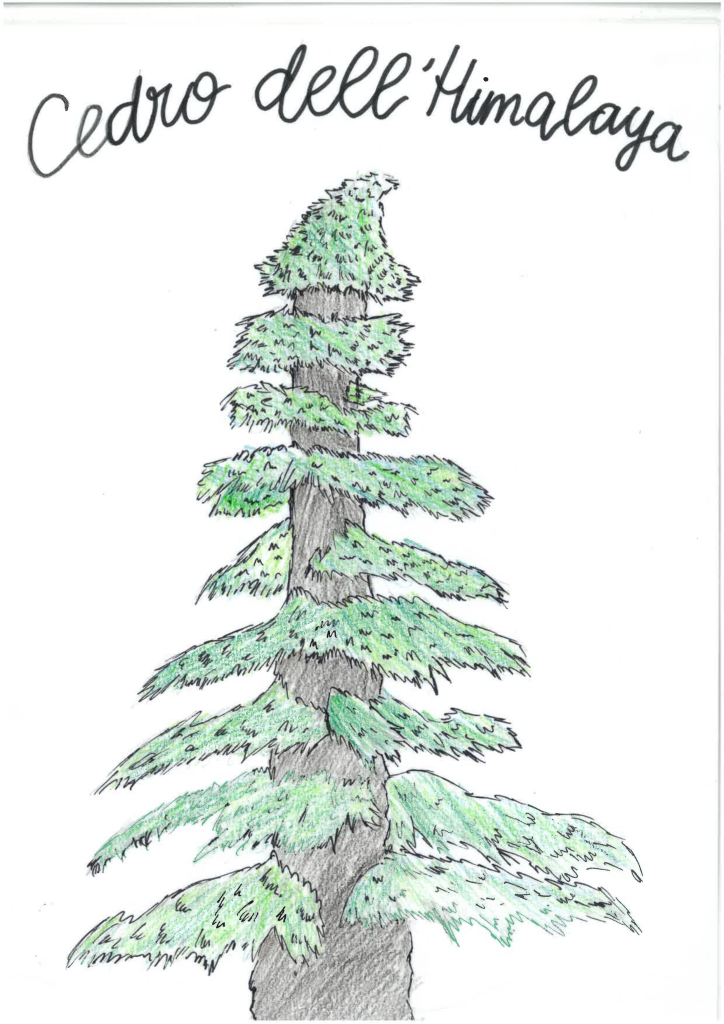Disegno cedro dell'Himalaya
