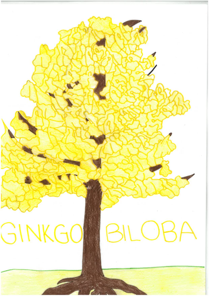 Disegno ginko biloba