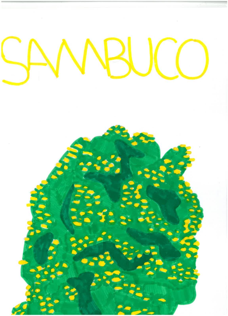 Disegno sambuco